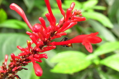 Trigona fulviventris