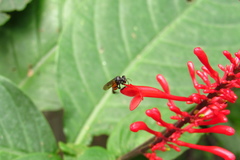 Trigona fulviventris