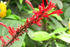 Trigona fulviventris