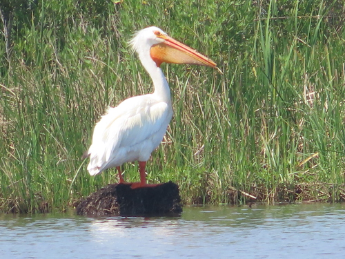 American White Pelican photographed in Maryland