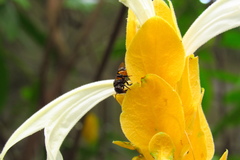 Trigona fulviventris