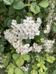Francoaceae