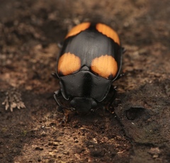 Aulacocheilus doriae