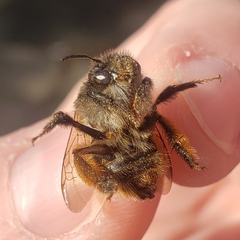 Anthophora villosula
