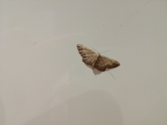 Idaea efflorata