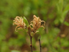 Salix humilis tristis