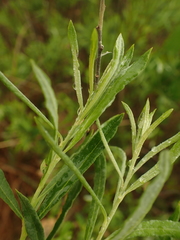 Salix humilis tristis