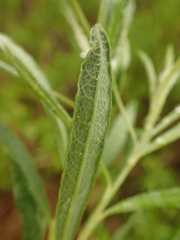 Salix humilis tristis