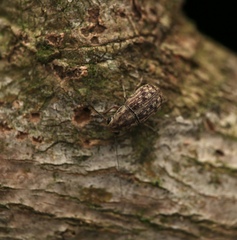 Exillis
