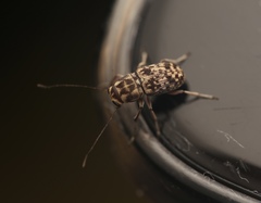 Nerthomma prominens
