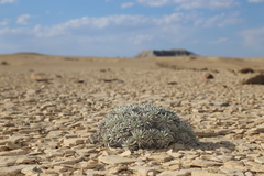Eriogonum havardii