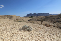 Eriogonum havardii