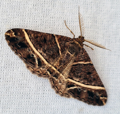 Harutalcis atrostipata