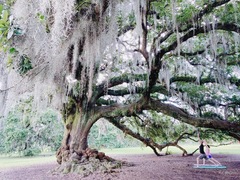 Quercus virginiana
