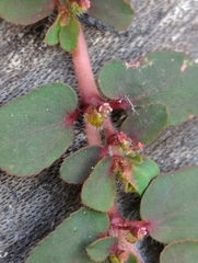 Euphorbia mendezii