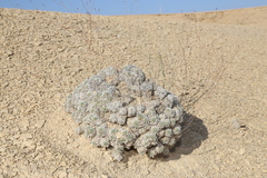 Eriogonum havardii