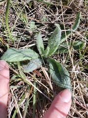Senecio integerrimus major