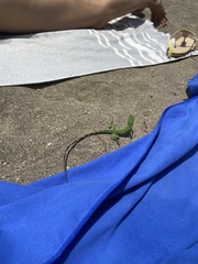 Iguana iguana