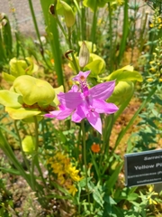 Calopogon