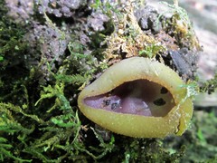 Daleomyces petersii