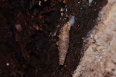 Megalophaedusa bilabrata
