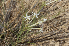 Amsonia longiflora
