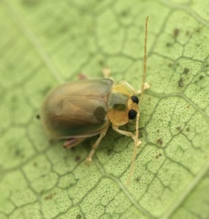 Hemipyxis semiviridis
