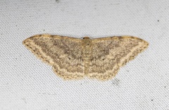 Idaea falcipennis