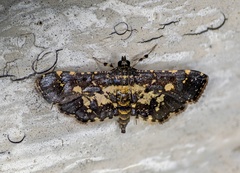 Eurrhyparodes bracteolalis