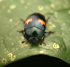 Aulacocheilus tetraphacus
