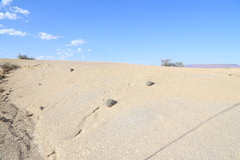 Eriogonum havardii