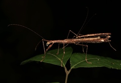 Asceles