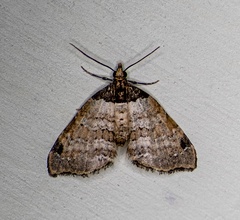 Perizoma lacernigera