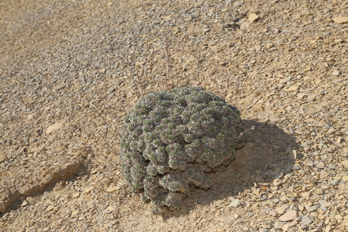 Image of Eriogonum havardii by (c) Reid Hardin, some rights reserved (CC BY)