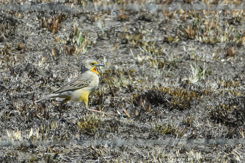Cape Longclaw (Macronyx capensis), photo 8