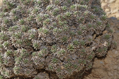 Eriogonum havardii