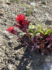 Castilleja miniata dixonii