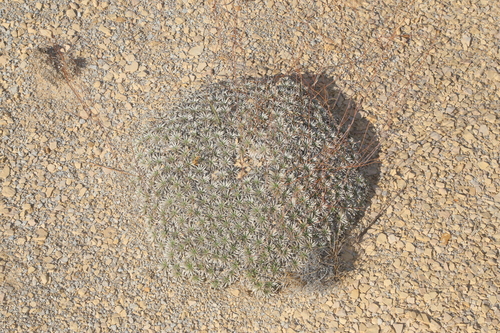 Image of Eriogonum havardii by (c) Reid Hardin, some rights reserved (CC BY)