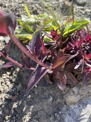 Castilleja miniata dixonii