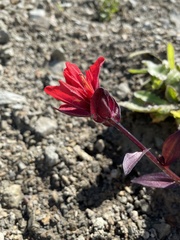 Castilleja miniata dixonii
