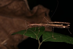 Asceles
