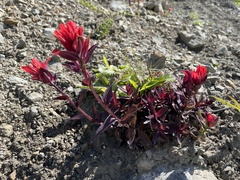 Castilleja miniata dixonii