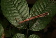 Asceles