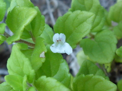 Clinopodium douglasii
