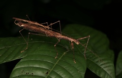 Asceles