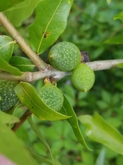 Amphibolips quercuscinerea