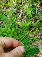 Hypericum frondosum