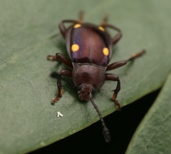 Eumorphus tetraspilotus