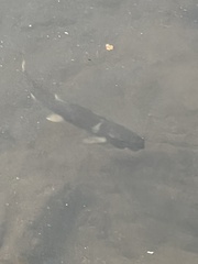 Salvelinus malma