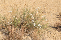 Amsonia longiflora